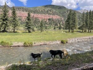 Spotlight on Good – Telluride Humane Society