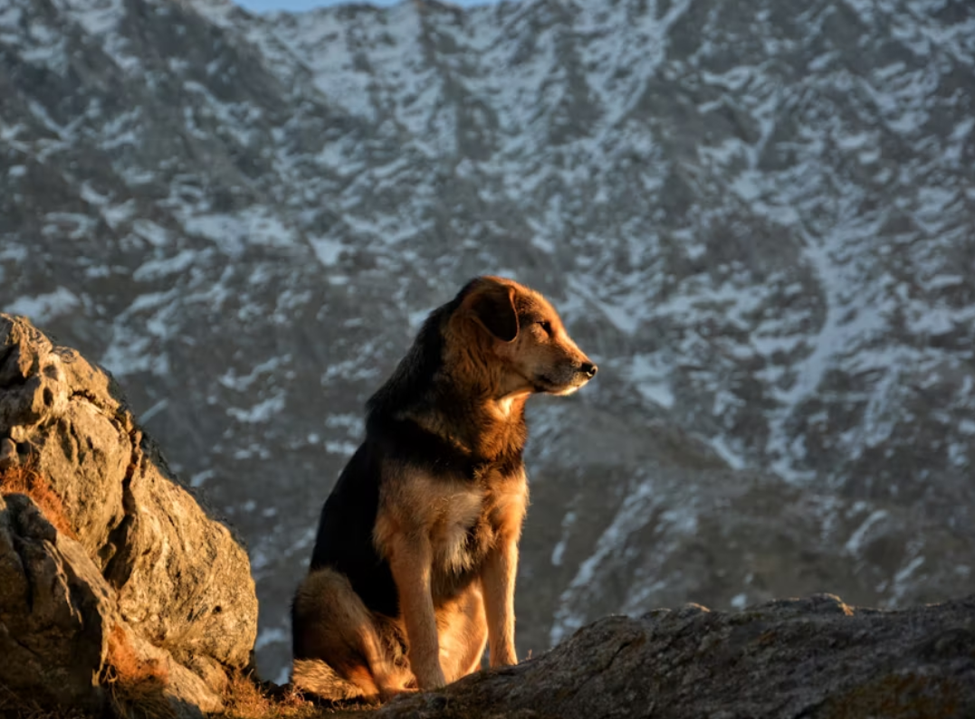 Dog hiking Telluride mountain trail