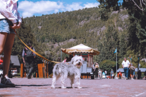 Why Telluride is Great for Dogs