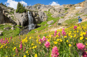 Summer wildflowers beside a mountain waterfall near Telluride