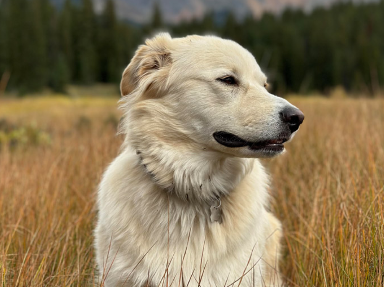 Telluride Humane Society