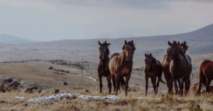 Spotlight On Good – Disappointment Valley Horse Sanctuary