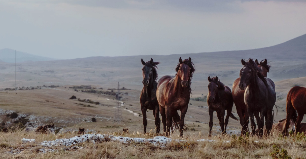 Serengeti Foundation - Disappointment Valley Mustang Sanctuary